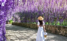 Cvjetni raj Wisteria tunel od glicinija u prekrasnom Japanu