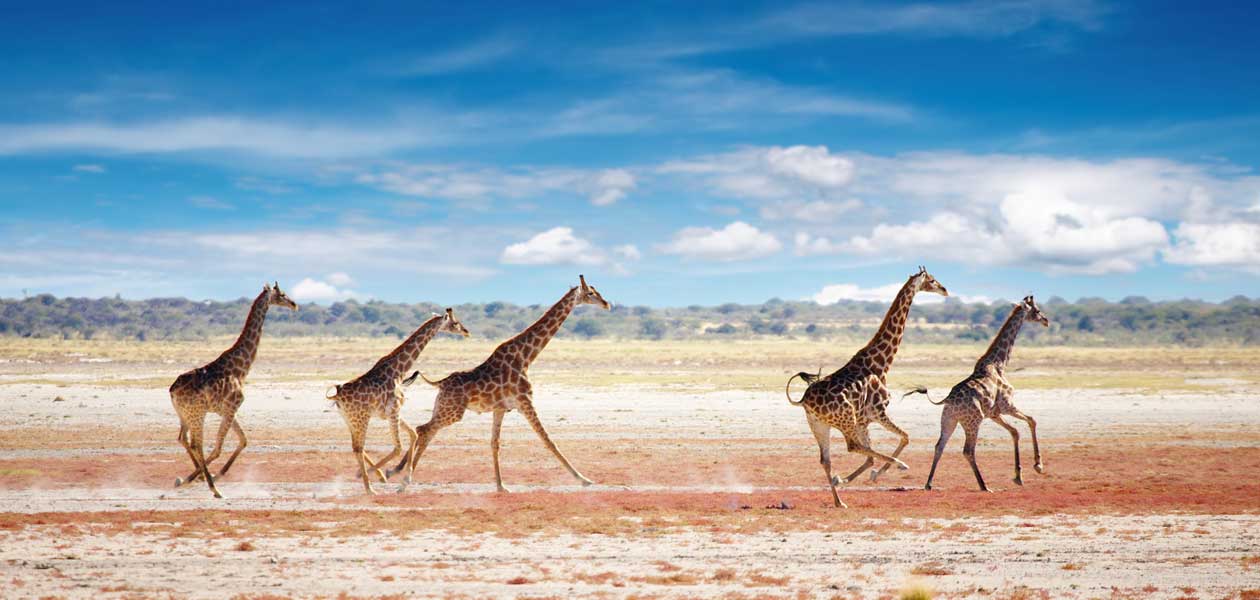 Namibija zemlja dragog kamenja, minerala i predivnih afričkih životinja