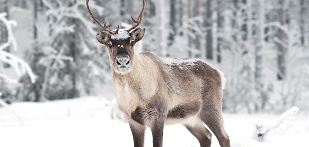 Finska domovina Djeda Mraza