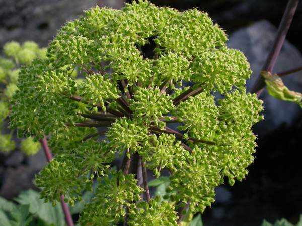 angelica