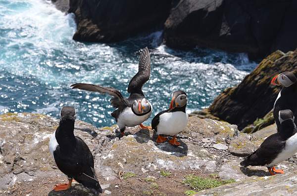 Skellig Michael Puffin Project - Copyright ZSL_ Steve Mowat (2)