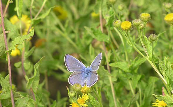 Kratkorepi strjeličar