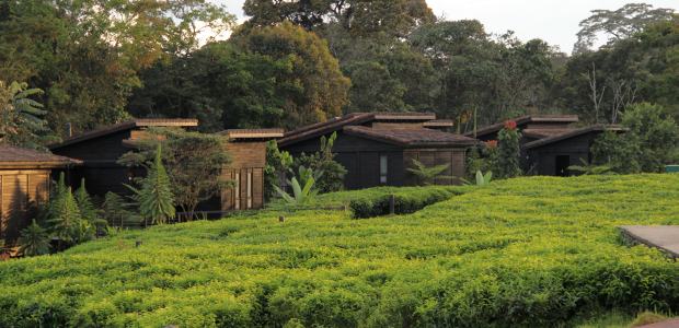 Resort u Ruandi koji pruža raskošan odmor:Nyungwe Forest Lodge