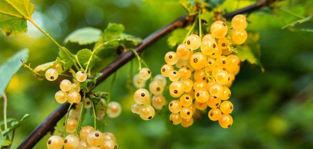 flavonoid
