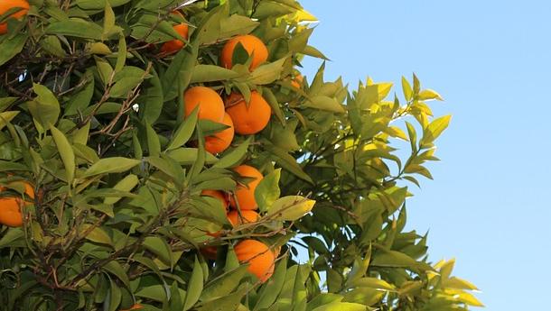 mandarina-neretva-21