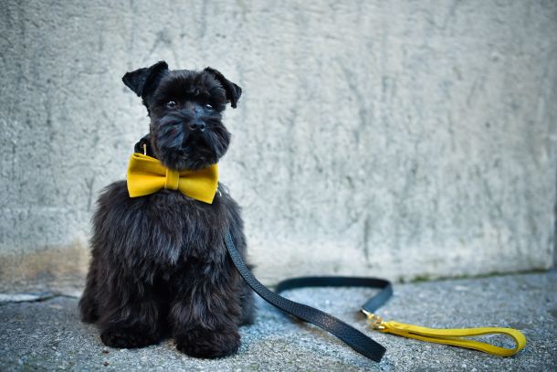 dawg-swag-5