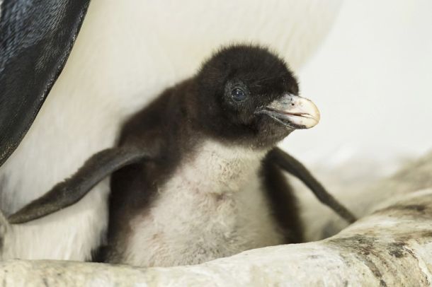 pingvin