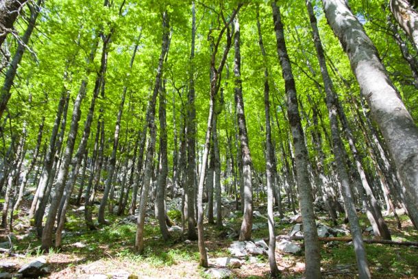 velebit-highlander-1