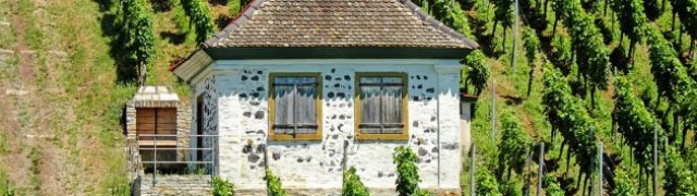 Najbolji vinski podrumi Istre koje svakako trebate obići