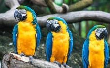 7 najneobičnijih ptica na svijetu koje možete vidjeti i kod nas