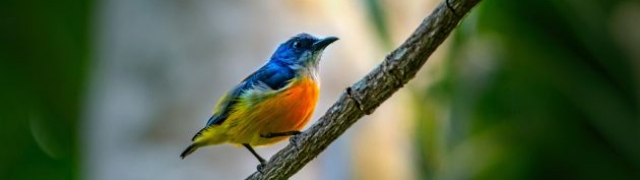 Promatranje ptica ili birdwatching – ima li išta dosadnije?