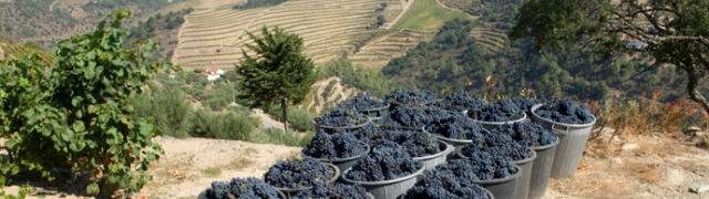 Portugal zemlja za užitak veličanstvenog Porta