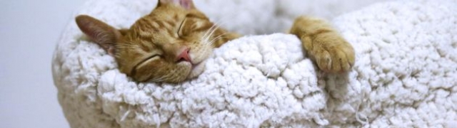 Mačke na putovanju – kako krenuti bezbrižno na put s macom