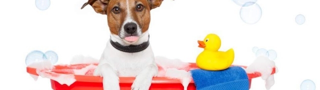 Pranje psa – savjeti za jednostavno kupanje psa kod kuće