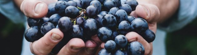 Mlado vino Beaujolais stiže na naše trpeze