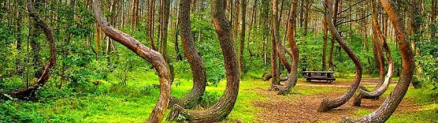 Nakrivljena šuma misteriozno čudo u Poljskoj