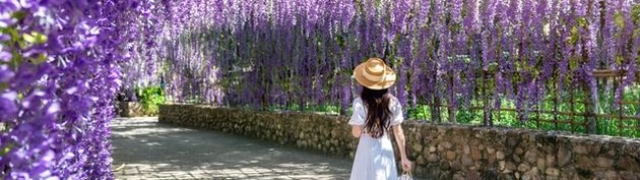 Cvjetni raj Wisteria tunel od glicinija u prekrasnom Japanu