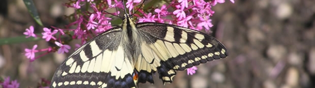 Leptiri spadaju u najnevjerojatnija i najraznolikija stvorenja na zemlji