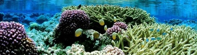 Koralji – svevremeni ukras iz morskih dubina
