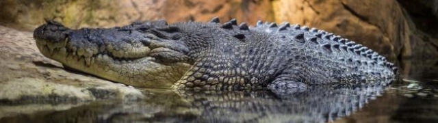 Krokodil najzanimljiviji gmaz