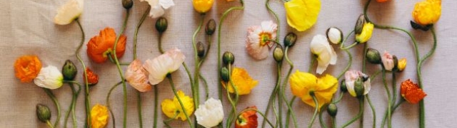 Simbolika sedam cvjetova – što pokazujemo cvijećem koje poklanjamo