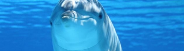 Dupini će pomoći ljudima da razgovaraju sa životinjama?