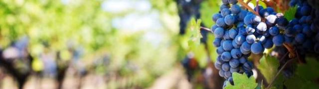 Zinfandel, hrvatska sorta vina tribidrag, vratila se u domovinu