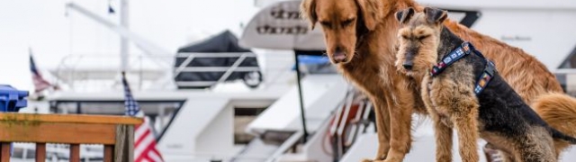 Što se događa sa psom u automobilu – ne ostavljate psa niti na trenutak