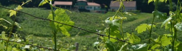 Ne propustite Feričanačku berbu grožđa