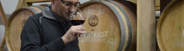 Rajnskim rizlingom započela berba grožđa u Feravinu