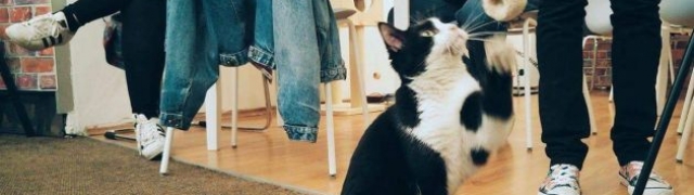 Cat cafee dočekat će vaše mace s ljubavlju – novo mjesto u Zagrebu