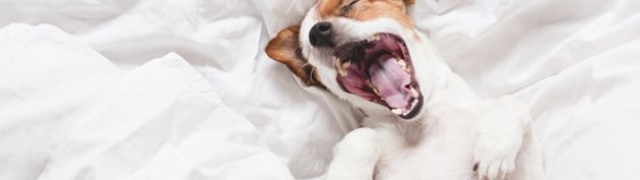 Kreveti i kaputići za pse iz kuće radinosti