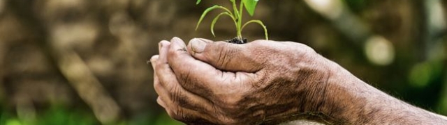 Julius Meinl povodom Međunarodnog dana kave zasadit će 12 000 stabala!