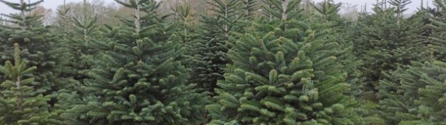 Božićno drvce, za pravi ugođaj Božića odaberite pravo drvce