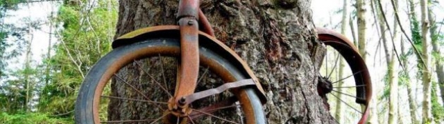 Tajna bicikla – stablo je progutalo bicikl u državi Washington