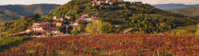 Teran Barbarossa profinjeno vino velike snage i punog okusa