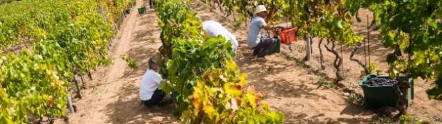 Vinarija Senjanović živi s posebnom ljubavlju prema osunčanim vinogradima Visa