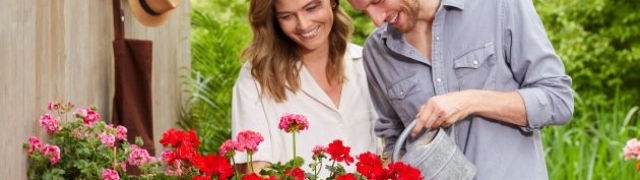 Zaštitite pelargonije i ostalo ljetno cvijeće od hladnoće