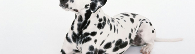 Pjegavi ponos Šibenika zasigurno je Kuća dalmatinskog psa