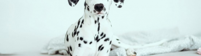 Upoznajte dalmatinera – zašto su ovi točkasti kućni ljubimci savršeni za aktivne obitelji