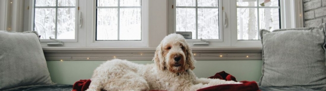 Kako znati da vas pas zaista voli? Otkrivamo 7 znakova da ste mu baš vi omiljena osoba!