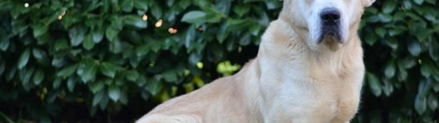 Više od polovine dumovečkih njuški u Skloništu je dulje od dvije godine