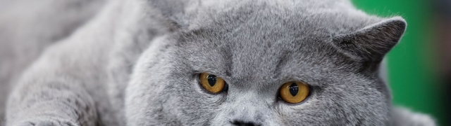 Zagreb postaje mačji raj – WCF Jubilee izložba – spektakal za ljubitelje mačaka!