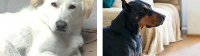 Upoznajte pse koji su najbolji kućni ljubimci i čuvari – top 7 pasmina za najbolju zaštitu doma