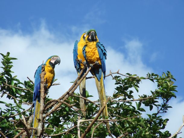 papiga ara venezuela Nacionalni park Canaima