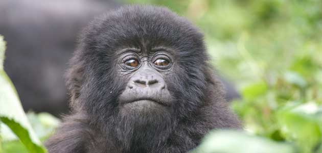 Ruanda zemlja tisuće brežuljaka i zapanjujućih planinskih gorila