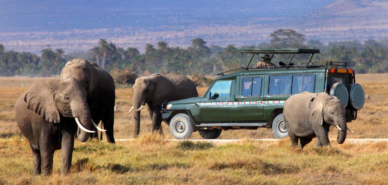 Oprema za safari – kako se dobro pripremiti za safari u Africi