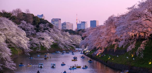 Volite li promatrati trešnjin cvijet – u Japanu je to kultni događaj proljeća