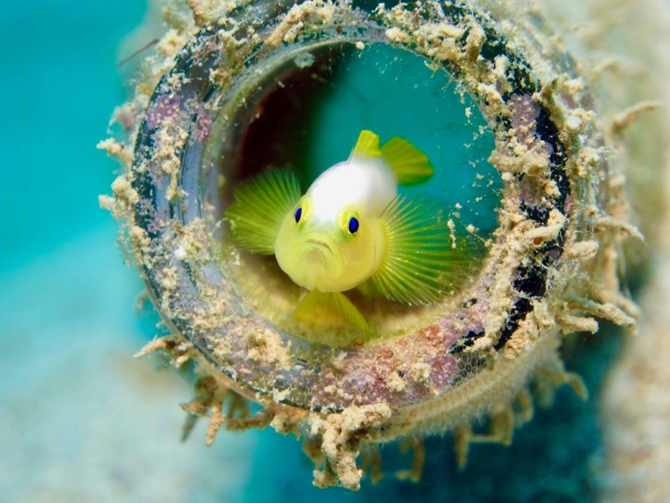 okinawa otok japan