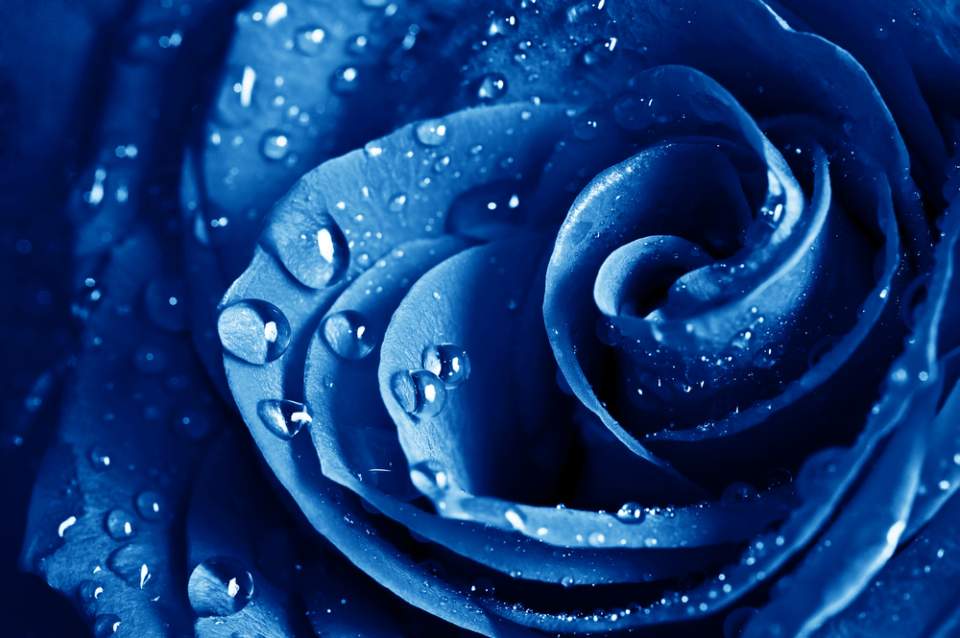 Tajna plave ruže